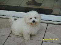 bichon frisé