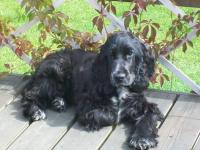 cocker anglais (spaniel)