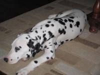 dalmatien