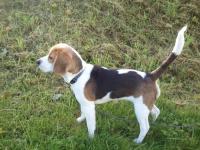 beagle