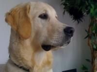 golden retriever