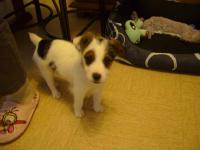 jack russel et parson russel