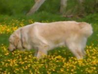 golden retriever