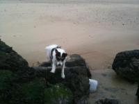 Jack russel et parson russel