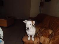 jack russel et parson russel