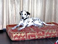 dalmatien