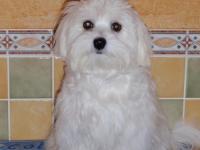 bichon maltais