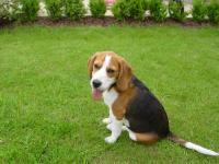 beagle