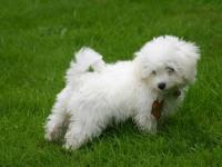 bichon frisé