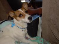 jack russel et parson russel