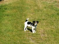 jack russel et parson russel