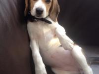 Beagle