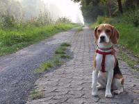 Beagle