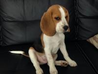 Beagle