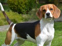 Beagle