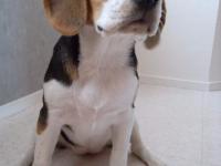 Beagle