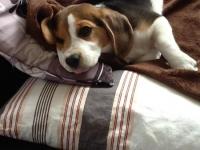 Beagle