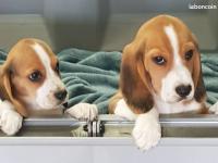 Beagle
