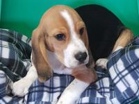 Beagle