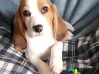 Beagle