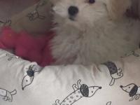 Bichon frisé