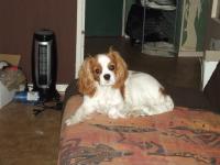 Cavalier king charles