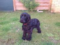 Cocker Anglais (spaniel)