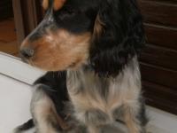 Cocker Anglais (spaniel)