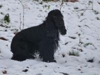 Cocker Anglais (spaniel)