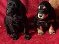Cocker Anglais (spaniel)