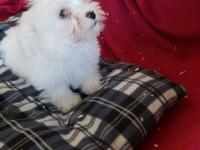 Coton de tuléar