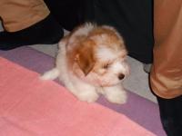 Coton de tulear