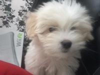 Coton de tulear