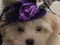 Coton de tulear