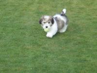 Coton de tulear