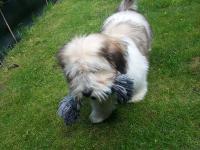 Coton de tulear