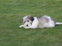 Coton de tulear