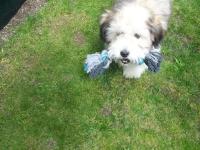 Coton de tulear