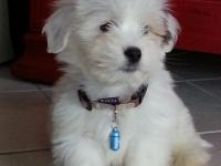 Coton de tulear