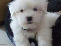 Coton de tulear