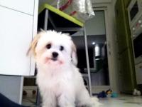 Coton de tulear