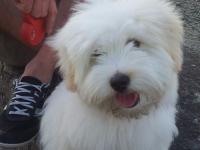 Coton de tulear