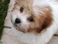 Coton de tulear