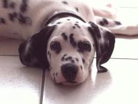 Dalmatien