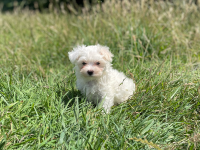 Bichon maltais