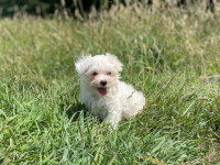 Bichon maltais