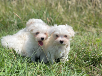 Bichon maltais