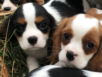 Cavalier King Charles