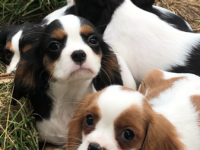 Cavalier King Charles