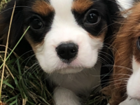 Cavalier King Charles
